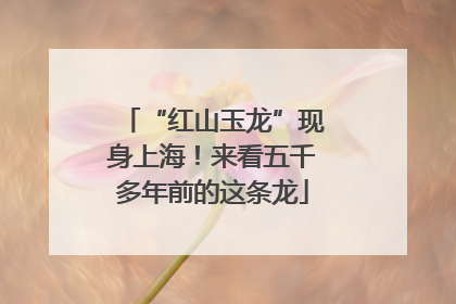 “红山玉龙”现身上海！来看五千多年前的这条龙