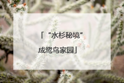 “水杉秘境”成鹭鸟家园