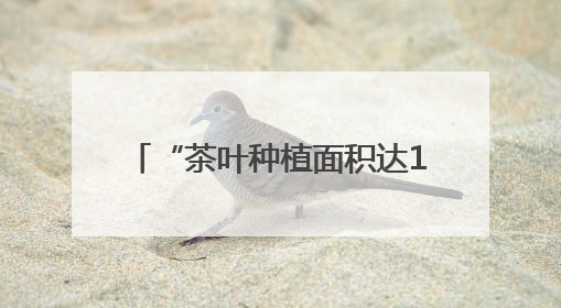 “茶叶种植面积达12.5万亩，全产业链产值达57亿元” 浙江武义茶产业全链发展“加速度”