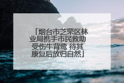 烟台市芝罘区林业局携手市民救助受伤牛背鹭 待其康复后放归自然