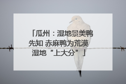 瓜州：湿地景美鸭先知 赤麻鸭为荒漠湿地“上大分”