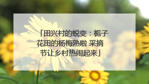 田兴村的蜕变：栀子花田的杨梅熟啦 采摘节让乡村热闹起来