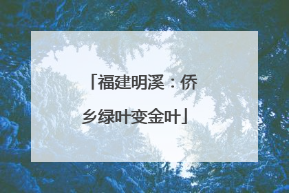 福建明溪：侨乡绿叶变金叶