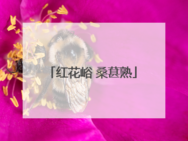 红花峪 桑葚熟