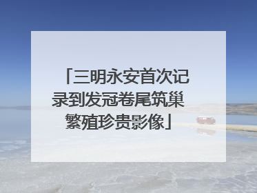 三明永安首次记录到发冠卷尾筑巢繁殖珍贵影像