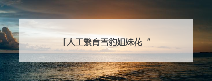 人工繁育雪豹姐妹花“水墨”“油画”六岁啦
