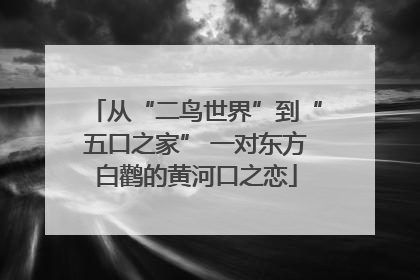 从“二鸟世界”到“五口之家” 一对东方白鹳的黄河口之恋