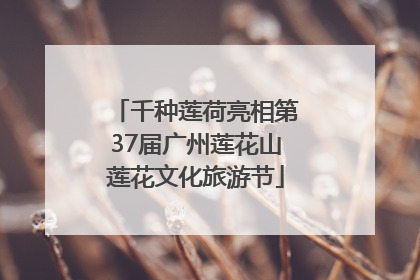 千种莲荷亮相第37届广州莲花山莲花文化旅游节