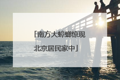 南方大蟑螂惊现北京居民家中