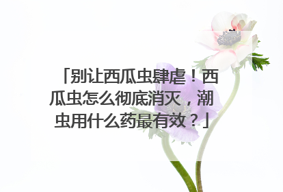 别让西瓜虫肆虐！西瓜虫怎么彻底消灭，潮虫用什么药最有效？