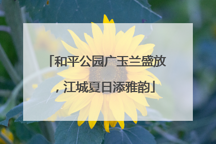 和平公园广玉兰盛放，江城夏日添雅韵