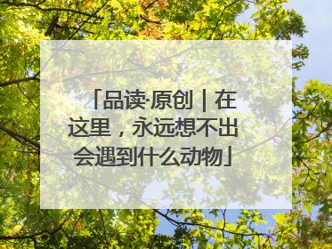 品读·原创｜在这里，永远想不出会遇到什么动物