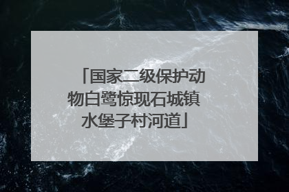 国家二级保护动物白鹭惊现石城镇水堡子村河道