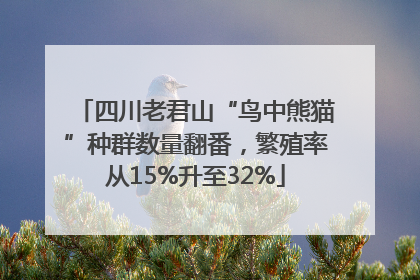 四川老君山“鸟中熊猫”种群数量翻番，繁殖率从15%升至32%