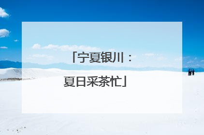 宁夏银川：夏日采茶忙