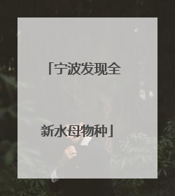 宁波发现全新水母物种
