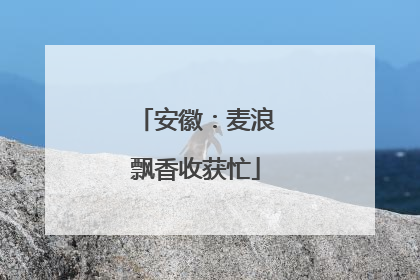 安徽：麦浪飘香收获忙