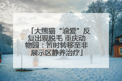 大熊猫“渝爱”反复出现脱毛 重庆动物园：暂时转移至非展示区静养治疗