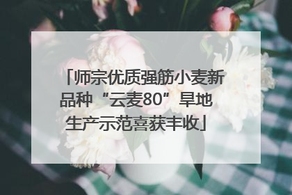 师宗优质强筋小麦新品种“云麦80”旱地生产示范喜获丰收