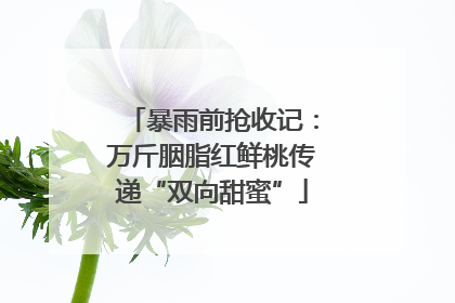 暴雨前抢收记：万斤胭脂红鲜桃传递“双向甜蜜”