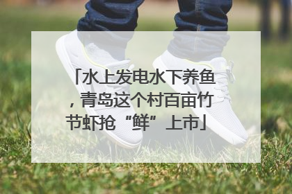 水上发电水下养鱼，青岛这个村百亩竹节虾抢“鲜”上市