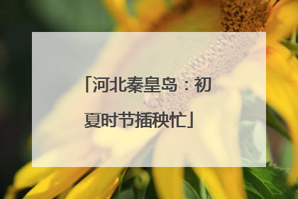 河北秦皇岛：初夏时节插秧忙