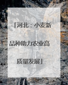 河北：小麦新品种助力农业高质量发展