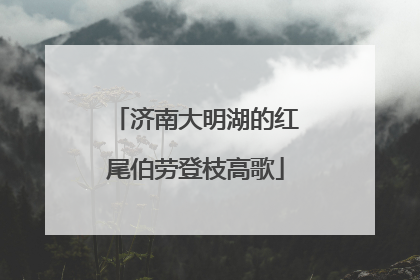 济南大明湖的红尾伯劳登枝高歌