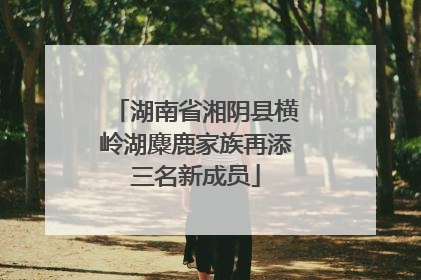 湖南省湘阴县横岭湖麋鹿家族再添三名新成员