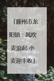 滕州市龙阳镇：风吹麦浪起 小麦迎丰收