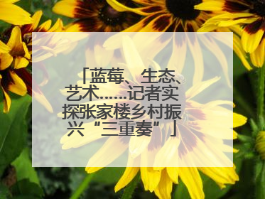 蓝莓、生态、艺术……记者实探张家楼乡村振兴“三重奏”