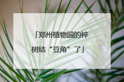 郑州植物园的梓树结“豆角”了