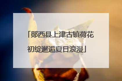 郧西县上津古镇荷花初绽邂逅夏日浪漫