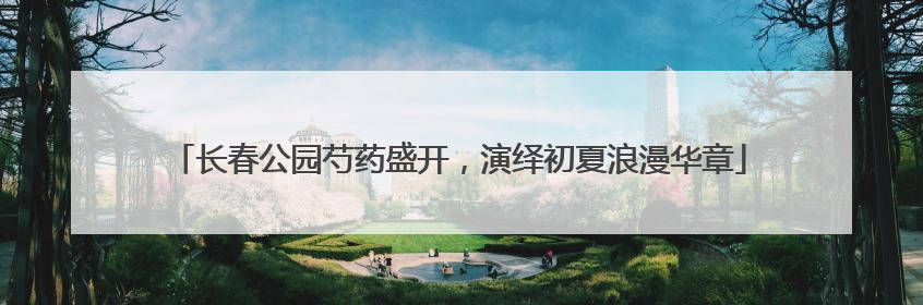 长春公园芍药盛开，演绎初夏浪漫华章
