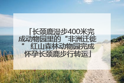长颈鹿漫步400米完成动物园里的“非洲迁徙” 红山森林动物园完成怀孕长颈鹿步行转运