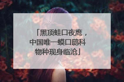 黑顶蛙口夜鹰，中国唯一蟆口鸱科物种现身临沧