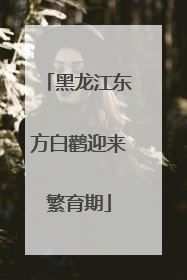 黑龙江东方白鹳迎来繁育期
