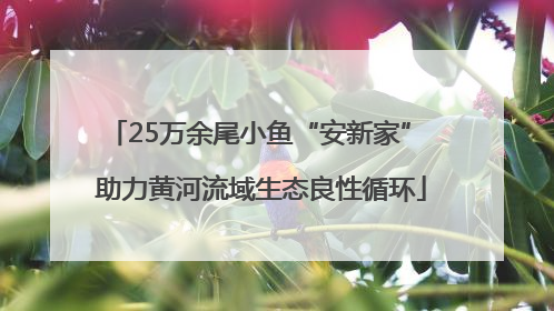 25万余尾小鱼“安新家” 助力黄河流域生态良性循环